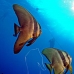batfish_longfin_jr_v_0705_png0333.jpg